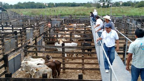 Consulta precios o compra directamente vacas lecheras, toros, ganado <strong>de</strong> levante, ganado gordo, caballos, cerdos y más. . Subasta de animales